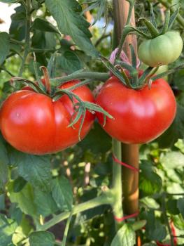 Preview: Livingston Perfection